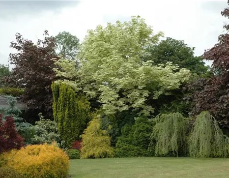 Acer platanoides 'Drummondii' Acer platanoides 'Drummondii'