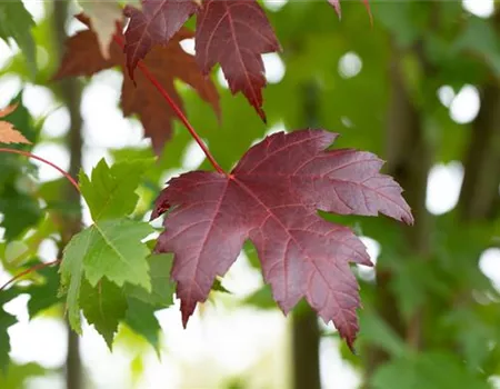 Acer platanoides 'Royal Red' Acer platanoides 'Royal Red'
