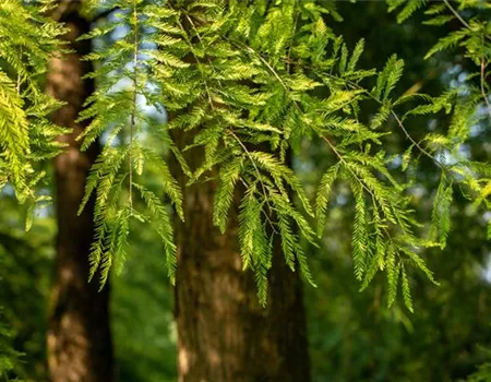 Die beliebtesten Nadelgehölze – Stars mit Nadeln im Garten Die beliebtesten Nadelgehölze – Stars mit Nadeln im Garten
