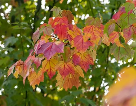 Acer rubrum Acer rubrum