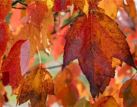 Acer rubrum 'Red Sunset' Acer rubrum 'Red Sunset'
