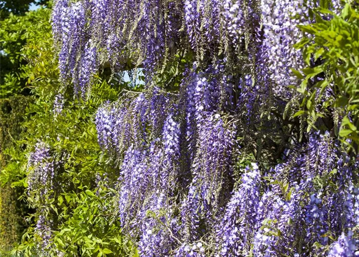 Wisteria floribunda Wisteria floribunda