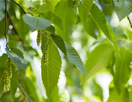 Carpinus betulus Carpinus betulus