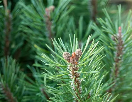 Die passenden Nadelgehölze für jeden Standort im Garten Die passenden Nadelgehölze für jeden Standort im Garten
