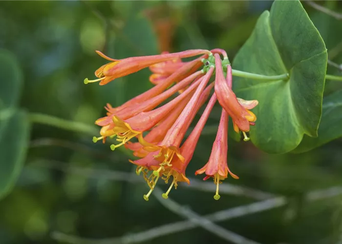 Lonicera brownii 'Dropmore Scarlet'