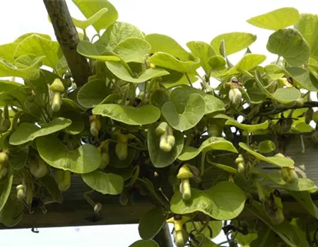 Aristolochia macrophylla