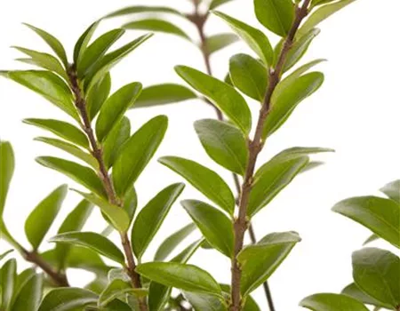 Lonicera nitida 'Maigrün' Lonicera nitida 'Maigrün'