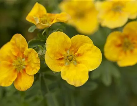 Potentilla fruticosa 'Mango Tango'