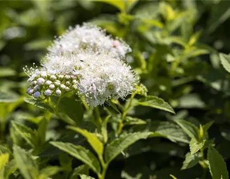 Spiraea japonica 'Albiflora'