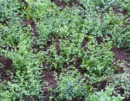 Euonymus fortunei 'Minimus' Euonymus fortunei 'Minimus'