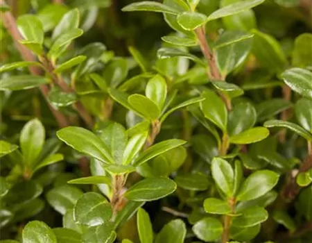 Ilex crenata 'Glorie Gem' Ilex crenata 'Glorie Gem'