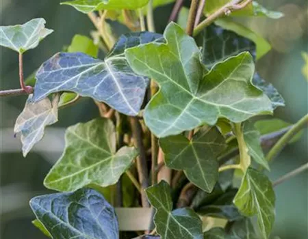 Hedera helix hibernica Hedera helix hibernica