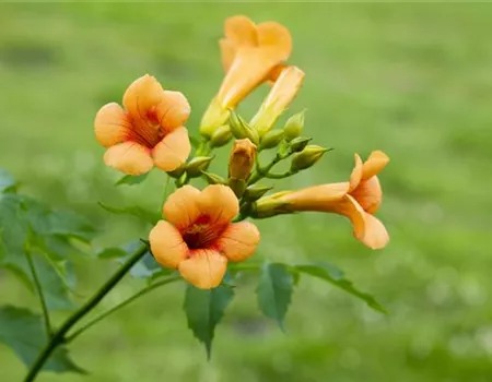 Campsis tagliabuana 'Mme.Galen'