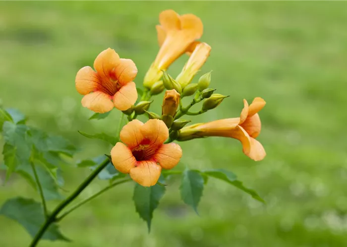 Campsis tagliabuana 'Mme.Galen'