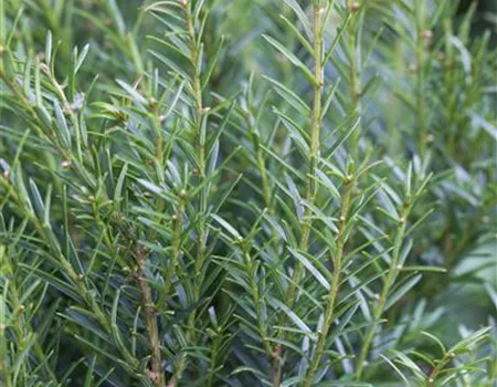 Taxus baccata 'Renke's Kleiner Grüner' -R- Taxus baccata 'Renke's Kleiner Grüner' -R-