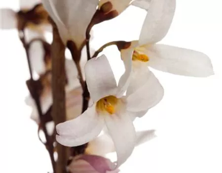 Abeliophyllum distichum Abeliophyllum distichum