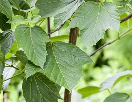 Acer capillipes Acer capillipes