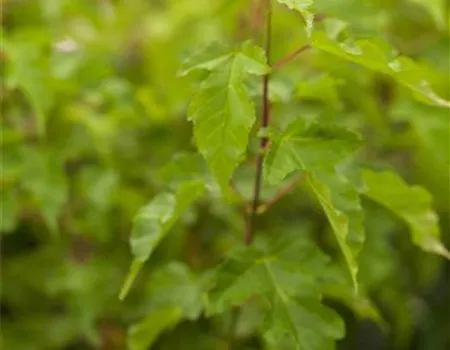 Acer ginnala Acer ginnala