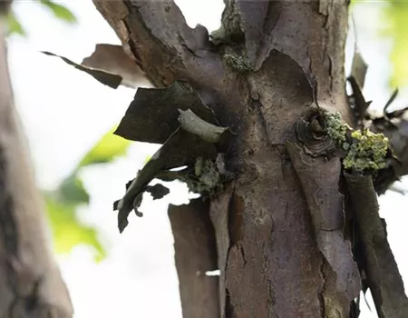 Acer griseum Acer griseum