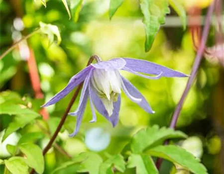 Clematis alpina 'Frances Rivis'