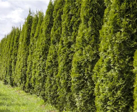 Eine Thuja im Garten bringt Farbe ins Spiel Eine Thuja im Garten bringt Farbe ins Spiel