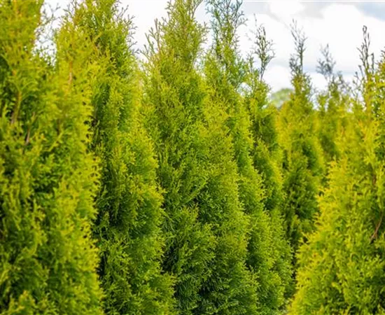 Thuja pflanzen und immergrüne Schönheit genießen Thuja pflanzen und immergrüne Schönheit genießen