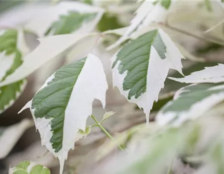 Acer negundo 'Flamingo' Acer negundo 'Flamingo'