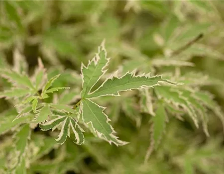 Acer palmatum 'Butterfly' Acer palmatum 'Butterfly'