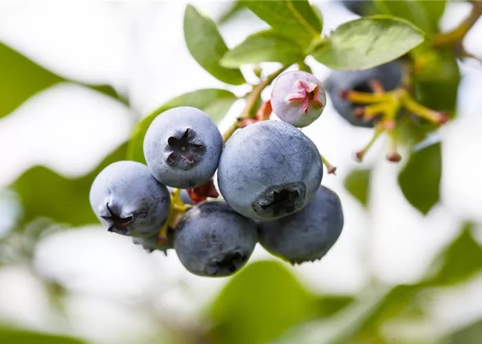 Vaccinium corymb. 'Brigitta'