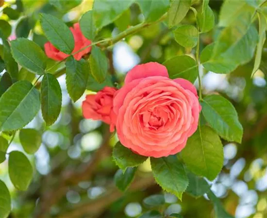 Krankheiten und Schädlinge bei Rosen erkennen und bekämpfen