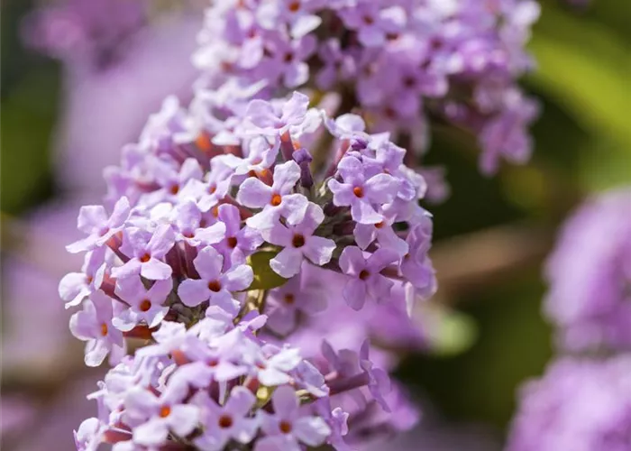 Buddleja alternifolia