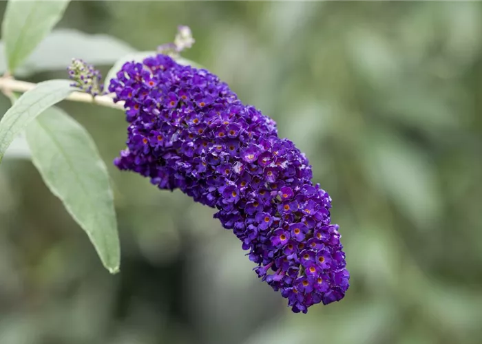 Buddleja davidii 'Black Knight' Buddleja davidii 'Black Knight'