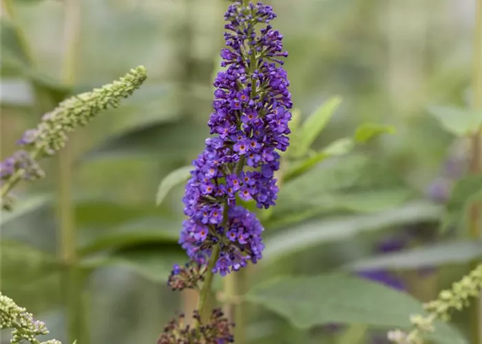 Buddleja davidii 'Empire Blue' Buddleja davidii 'Empire Blue'