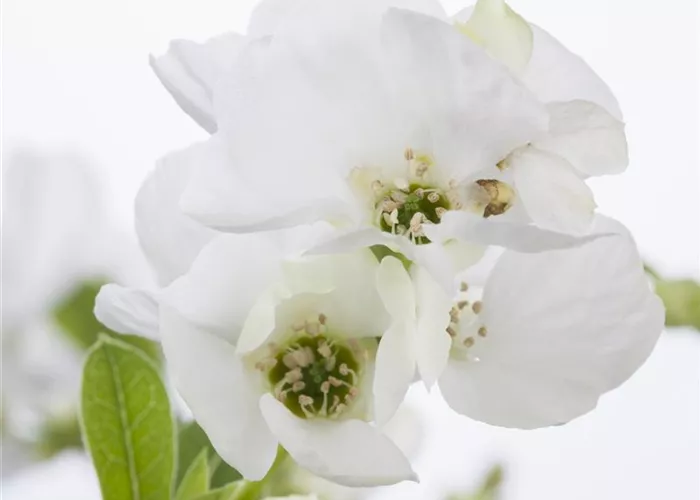 Exochorda racemosa 'Blushing Pearl' -S-