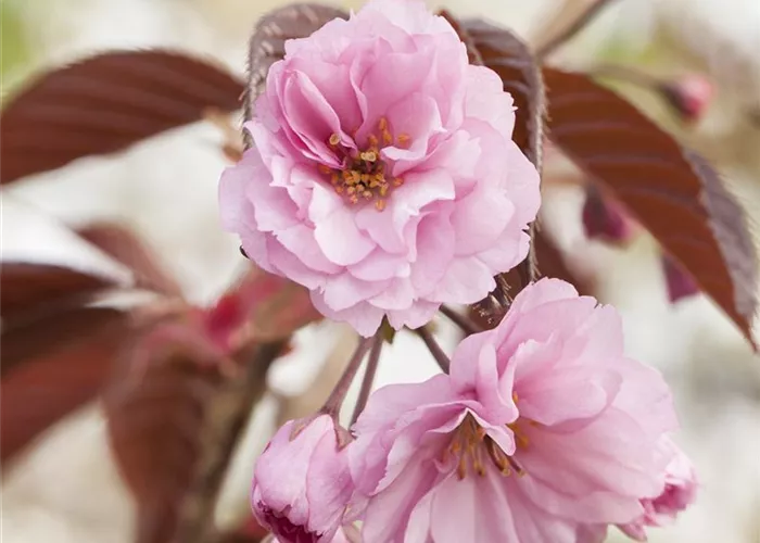 Prunus serrulata 'Royal Burgundy' -R- Prunus serrulata 'Royal Burgundy' -R-