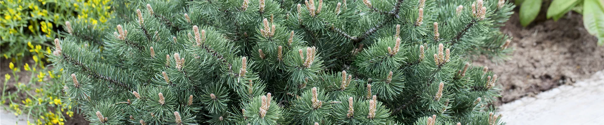 GS430774.jpg GS430774.jpg