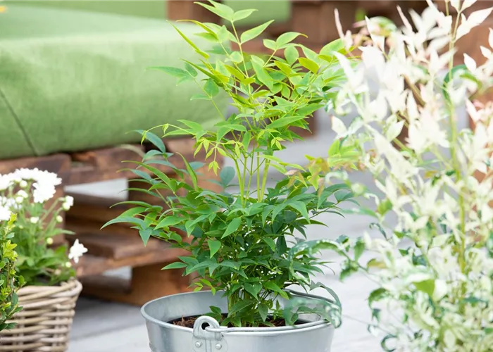 Nandina dom. 'Magical Lemon and Lime' Nandina dom. 'Magical Lemon and Lime'