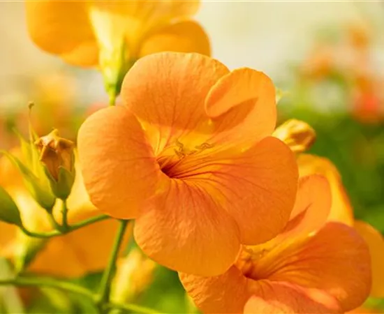 Kletterpflanzen einpflanzen – So wird’s im Garten märchenhaft