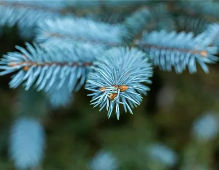 Gartengestaltung mit Nadelgehölzen – Ein immergrüner Garten Gartengestaltung mit Nadelgehölzen – Ein immergrüner Garten