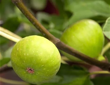 Ficus carica Ficus carica