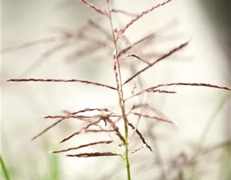Miscanthus sinensis 'Ferner Osten' Miscanthus sinensis 'Ferner Osten'