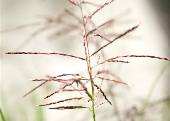 Miscanthus sinensis 'Ferner Osten' Miscanthus sinensis 'Ferner Osten'