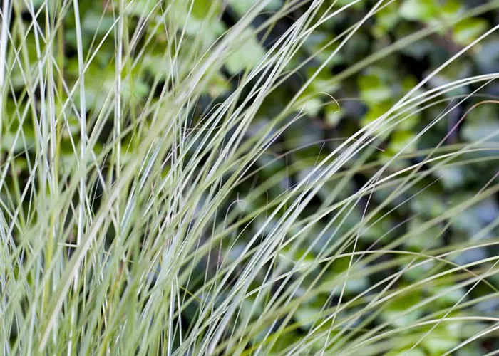 Miscanthus sinensis 'Gracillimus' Miscanthus sinensis 'Gracillimus'