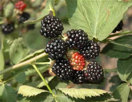 Rubus frut.'Black Satin'