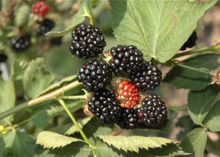 Rubus frut.'Black Satin'