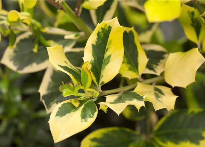 Ilex altaclerensis 'Golden King'