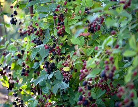 Rubus frut.'Loch Ness' -S-