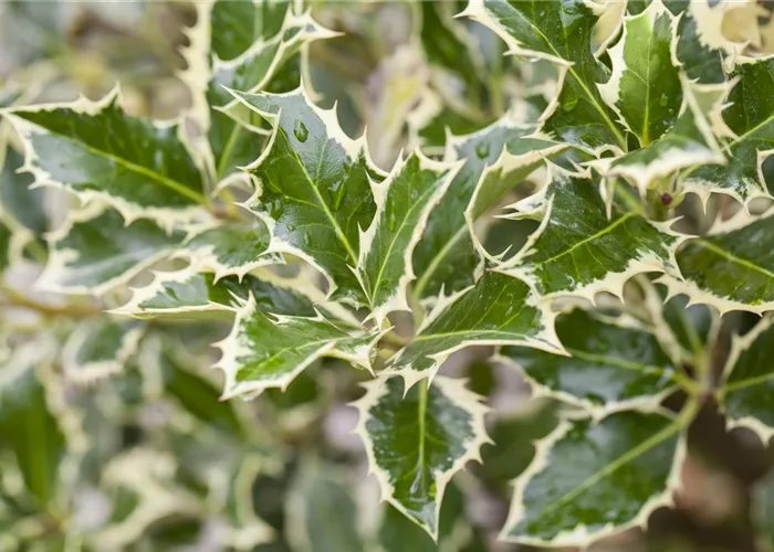 Ilex aquif.'Argentea Marginata'