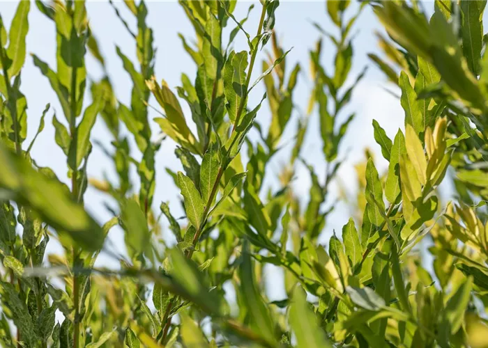 Salix purpurea 'Nana' Salix purpurea 'Nana'