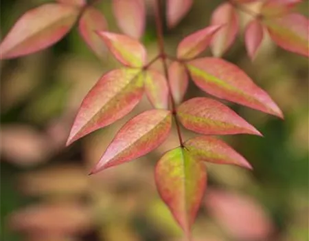Nandina domestica